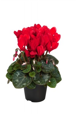 Cyclamen Compact Red